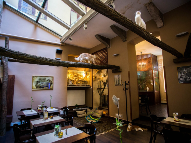 Zoo Café Budapest: A Coffee Break with Animals